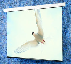 Draper Targa Electric Projection Screen - 94" - 16:9 - Ceiling Mount